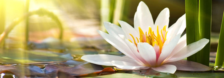 Chiropractic Roseville MN Wellness Care Chiropractic Roseville MN Wellness Care